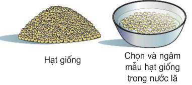 Soạn Công nghệ 7 Bài 18 ngắn nhất: Thực hành: Xác định sức nảy mầm và tỉ lệ nảy mầm của hạt giống (ảnh 2)