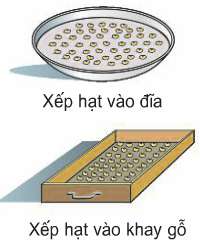 Soạn Công nghệ 7 Bài 18 ngắn nhất: Thực hành: Xác định sức nảy mầm và tỉ lệ nảy mầm của hạt giống (ảnh 4)