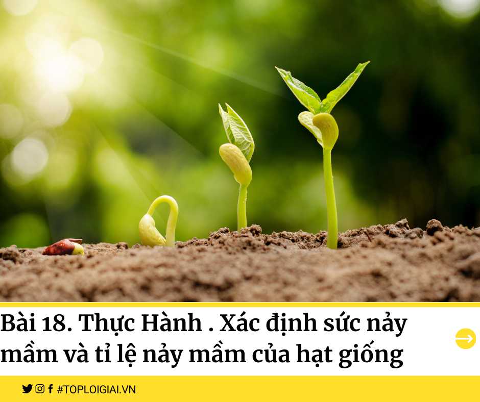 Soạn Công nghệ 7 Bài 18 ngắn nhất: Thực hành: Xác định sức nảy mầm và tỉ lệ nảy mầm của hạt giống
