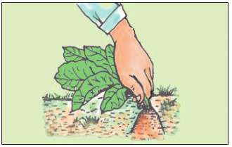 Soạn Công nghệ 7 Bài 20 ngắn nhất: Thu hoạch, bảo quản và chế biến nông sản (ảnh 3)