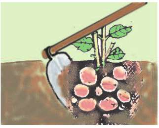 Soạn Công nghệ 7 Bài 20 ngắn nhất: Thu hoạch, bảo quản và chế biến nông sản (ảnh 4)