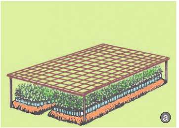 Soạn Công nghệ 7 Bài 24 ngắn nhất: Gieo hạt và chăm sóc vườn gieo ươm cây rừng (ảnh 2)