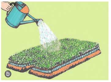 Soạn Công nghệ 7 Bài 24 ngắn nhất: Gieo hạt và chăm sóc vườn gieo ươm cây rừng (ảnh 3)