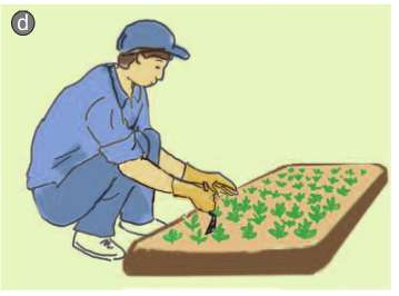 Soạn Công nghệ 7 Bài 24 ngắn nhất: Gieo hạt và chăm sóc vườn gieo ươm cây rừng (ảnh 5)
