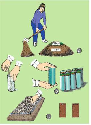 Soạn Công nghệ 7 Bài 25 ngắn nhất: Thực hành: Gieo hạt và cấy cây vào bầu đất (ảnh 2)