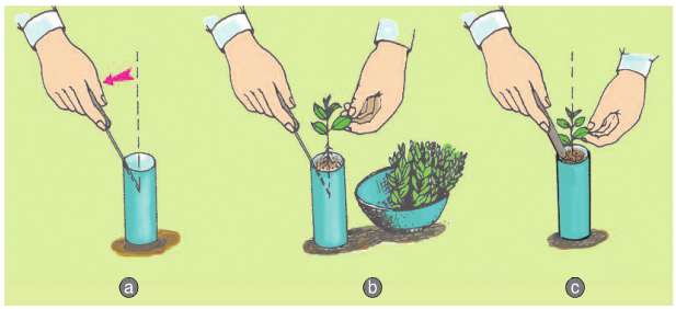 Soạn Công nghệ 7 Bài 25 ngắn nhất: Thực hành: Gieo hạt và cấy cây vào bầu đất (ảnh 3)
