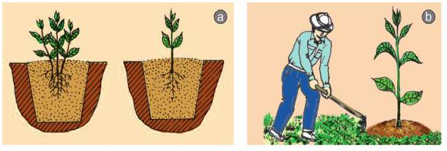 Soạn Công nghệ 7 Bài 27 ngắn nhất: Chăm sóc rừng sau khi trồng (ảnh 2)