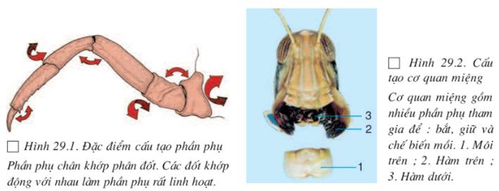 Soạn sinh 7 Bài 29 ngắn nhất: Đặc điểm chung và vai trò của ngành Chân khớp (ảnh 2)