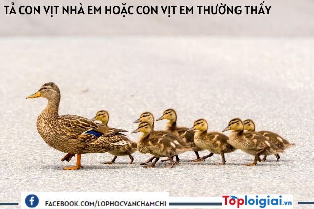 Tả con vịt nhà em hoặc con vịt em thường thấy lớp 4 | Tập làm văn 4 hay nhất (ảnh 3)