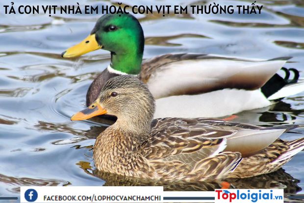Tả con vịt nhà em hoặc con vịt em thường thấy lớp 4 | Tập làm văn 4 hay nhất (ảnh 4)