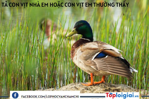 Tả con vịt nhà em hoặc con vịt em thường thấy lớp 4 | Tập làm văn 4 hay nhất