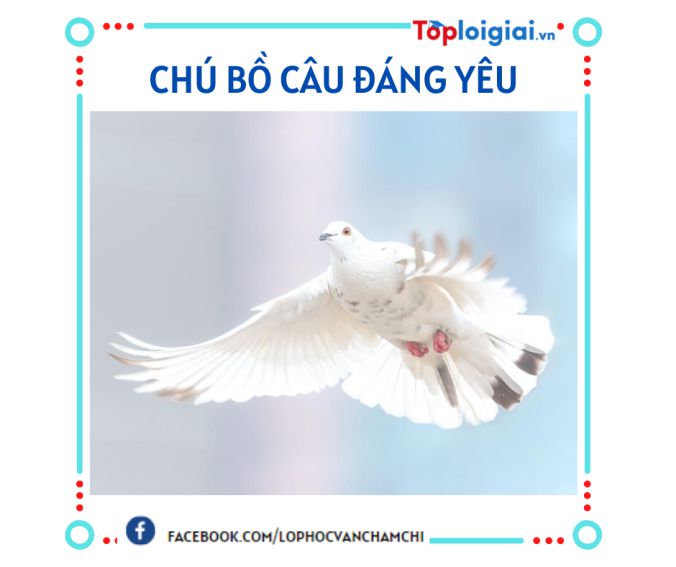 Tả con chim bồ câu | Văn mẫu 4 hay nhất (ảnh 2)