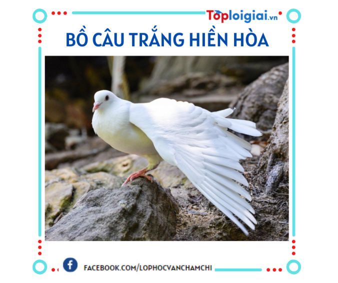 Tả con chim bồ câu | Văn mẫu 4 hay nhất (ảnh 3)