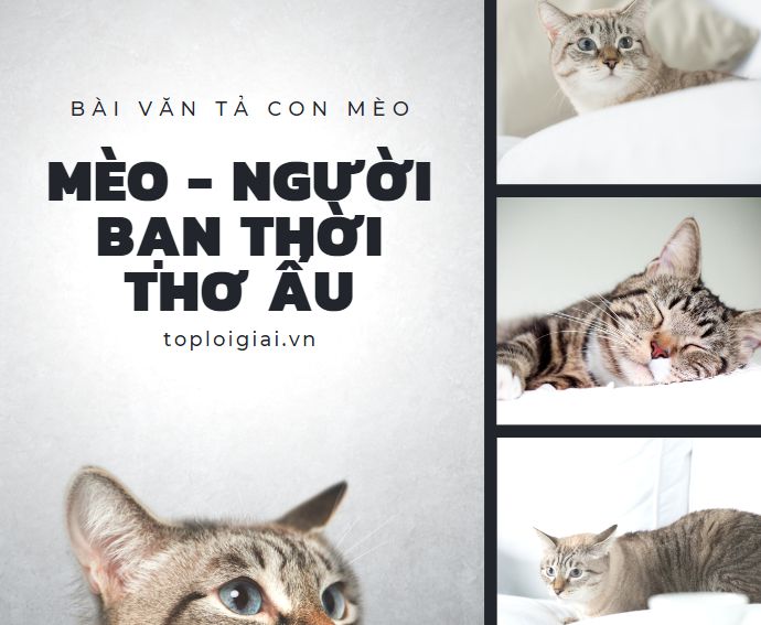 Tả con mèo  Tập làm văn 4 hay nhất