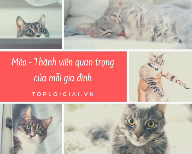 Tả con mèo  Tập làm văn 4 hay nhất