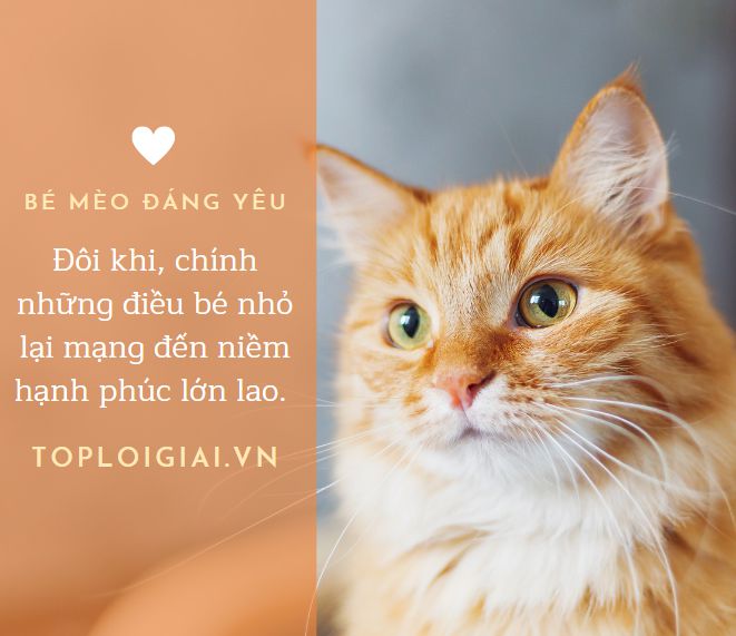 Tả con mèo  Tập làm văn 4 hay nhất