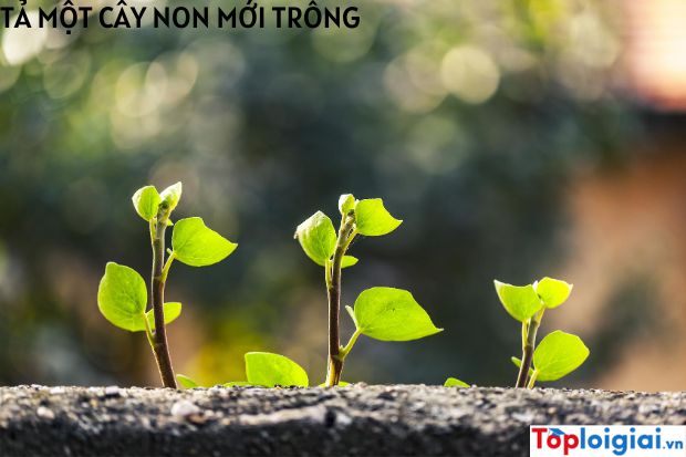 Tả một cây non mới trồng | Tập làm văn 5 hay nhất