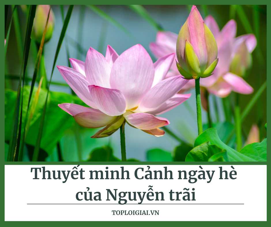 Thuyết minh cảnh ngày hè của Nguyễn Trãi – Văn mẫu 10 hay nhất