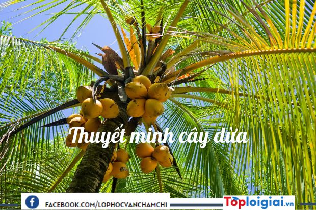 Thuyết minh về cây dừa quê em | 900 bài Văn mẫu 9 hay nhất