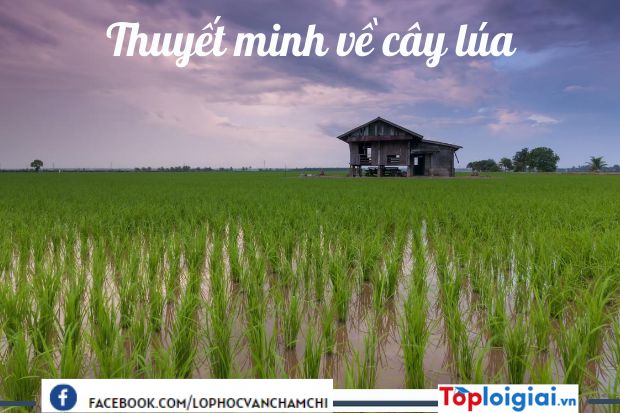 Viết bài văn thuyết minh về cây lúa Việt Nam | 900 bài Văn mẫu 9 hay nhất (ảnh 5)