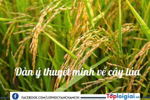 Viết bài văn thuyết minh về cây lúa Việt Nam | 900 bài Văn mẫu 9 hay nhất
