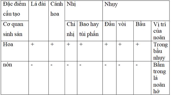 Bài 40. Hạt trần - Cây thông | Giải SBT Sinh học 6 (ảnh 1)