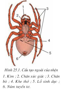 Bài 25: Nhện và sự đa dạng của lớp hình nhện  - Giải VBT Sinh 7 hay nhất