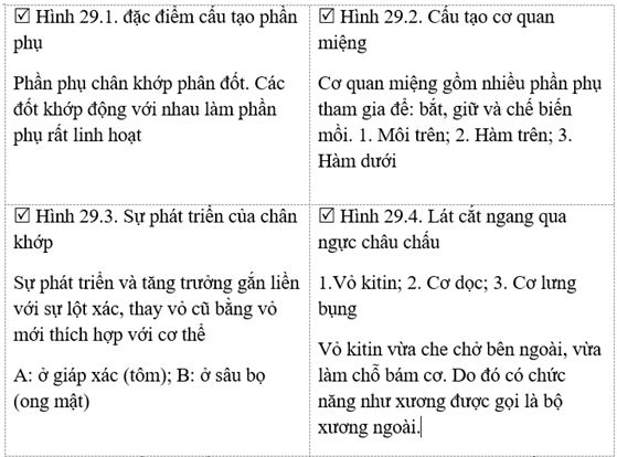 Bài 29: Đặc điểm chung và vai trò của ngành Chân khớp  - Giải VBT Sinh 7 hay nhất