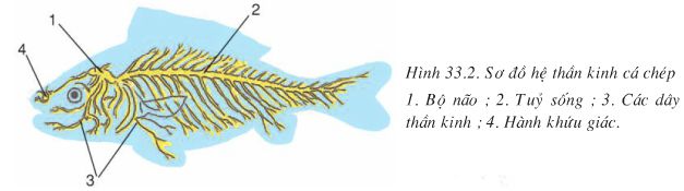 Bài 33: Cấu tạo trong của cá chép  - Giải VBT Sinh 7 hay nhất
