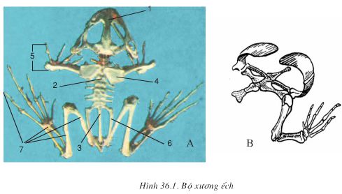 Bài 36: Thực hành: Quan sát cấu tạo trong của ếch đồng trên mẫu mổ  - Giải VBT Sinh 7 hay nhất