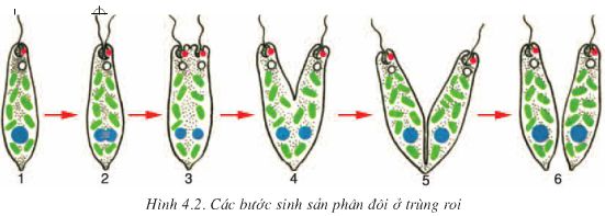 Bài 4: Trùng roi  - Giải VBT Sinh 7 hay nhất