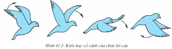 Bài 41: Chim bồ câu  - Giải VBT Sinh 7 hay nhất