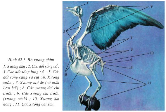 Bài 42: Thực hành: Quan sát bộ xương, mẫu mổ chim bồ câu  - Giải VBT Sinh 7 hay nhất