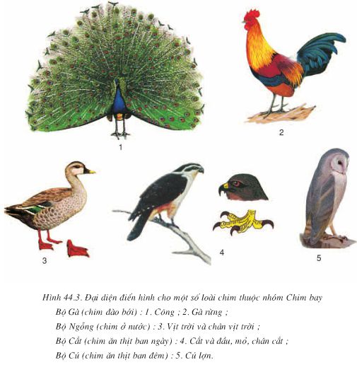 Bài 44: Đa dạng và đặc điểm chung của lớp chim  - Giải VBT Sinh 7 hay nhất