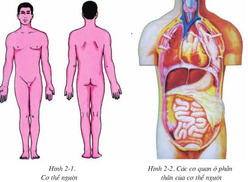 Bài 2: Cấu tạo cơ thể người  - Giải VBT Sinh 8 hay nhất