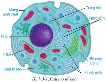 Bài 3: Tế bào  - Giải VBT Sinh 8 hay nhất