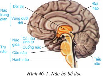 Bài 46: Trụ não, tiểu não, não trung gian  - Giải VBT Sinh 8 hay nhất