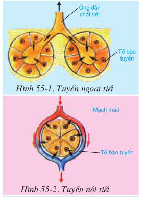 Bài 55: Giới thiệu chung hệ nội tiết  - Giải VBT Sinh 8 hay nhất